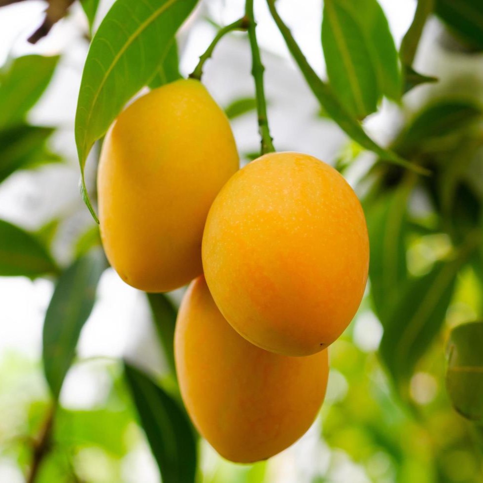 Fresh mango on the tree