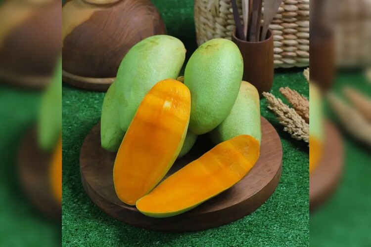 Mangga Lestari | Jagonya Mangga