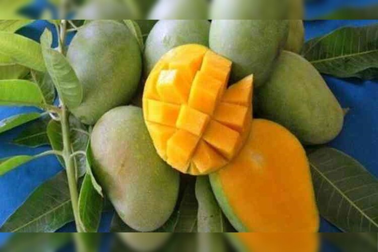 Mangga manalagi