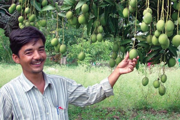 Mango farmer 3